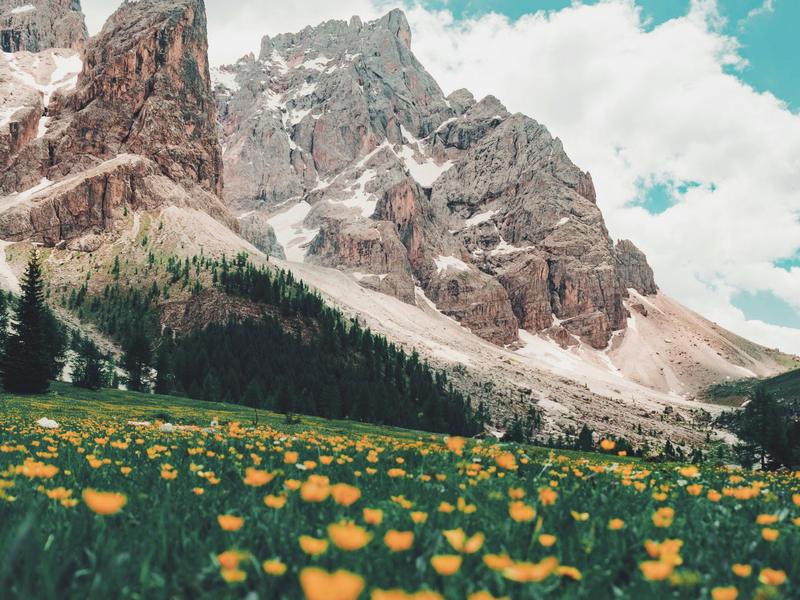 An alpine meadow in flower beneath a mountain ridge